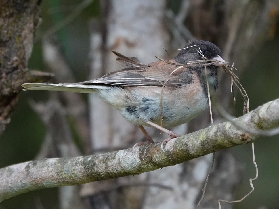 Dark-eyed Junco - ML619245008