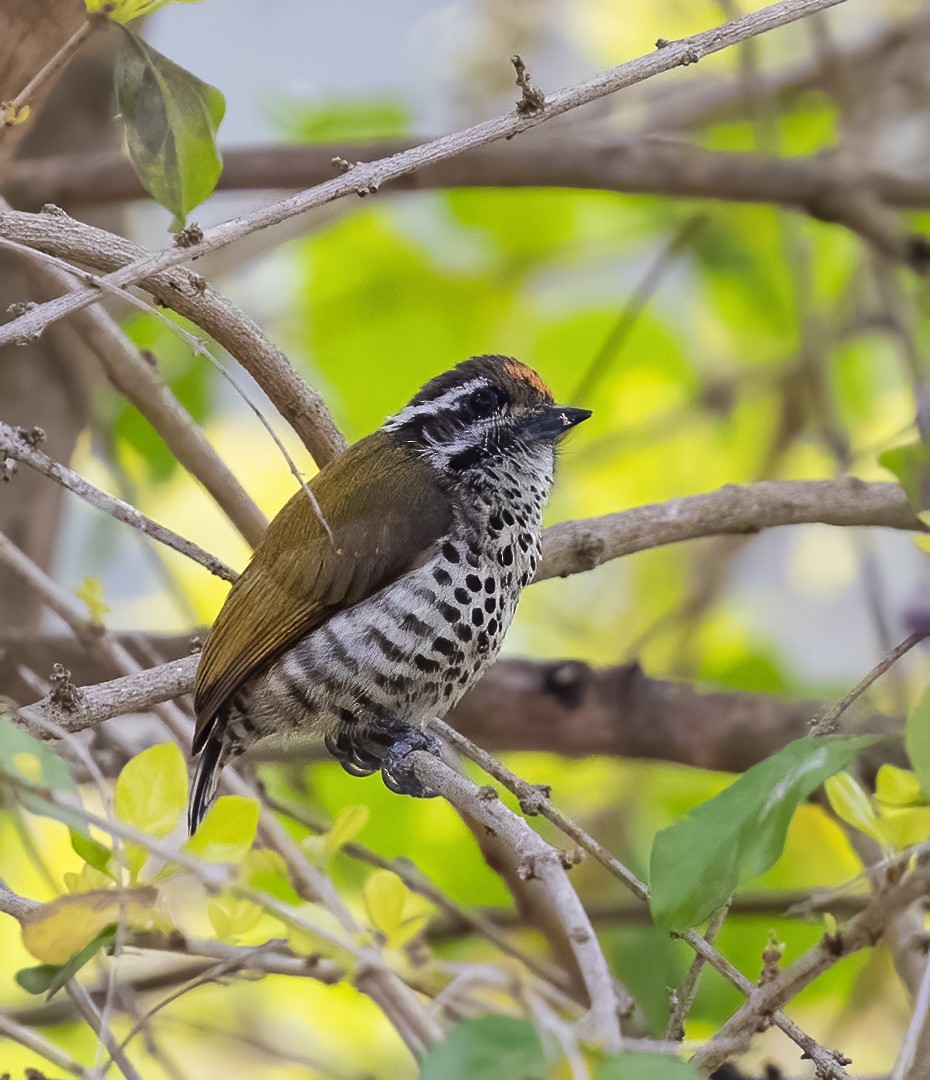 Speckled Piculet - Peter Seubert