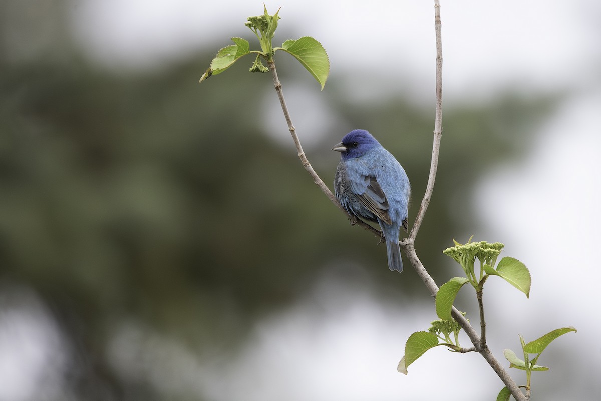 Indigo Bunting - Cam Nikkel