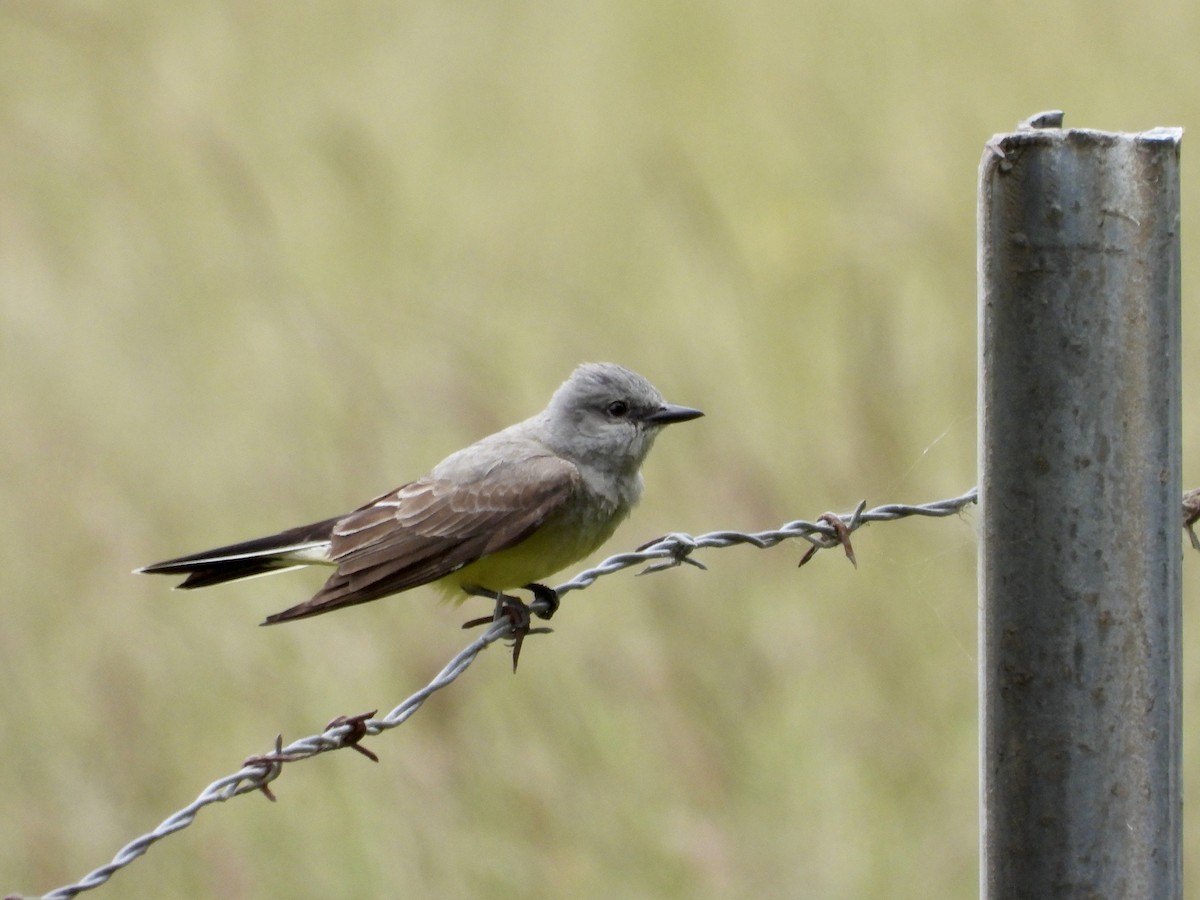 Western Kingbird - Christine Hogue