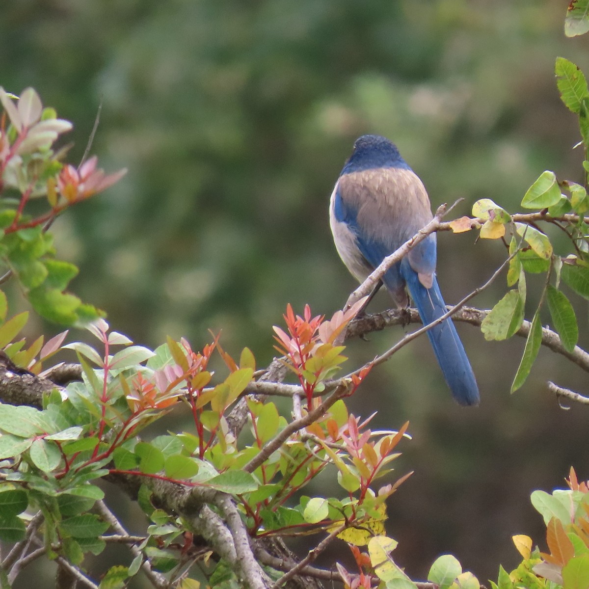 California Scrub-Jay - Brian Nothhelfer