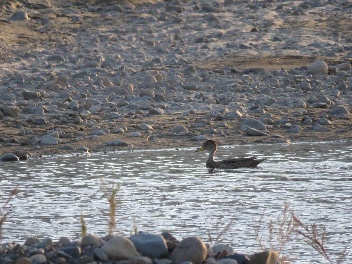 Yellow-billed Pintail - Claudio Coloma (Irisnocturno)