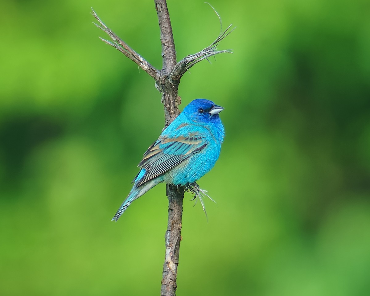 Indigo Bunting - Carey Sherrill