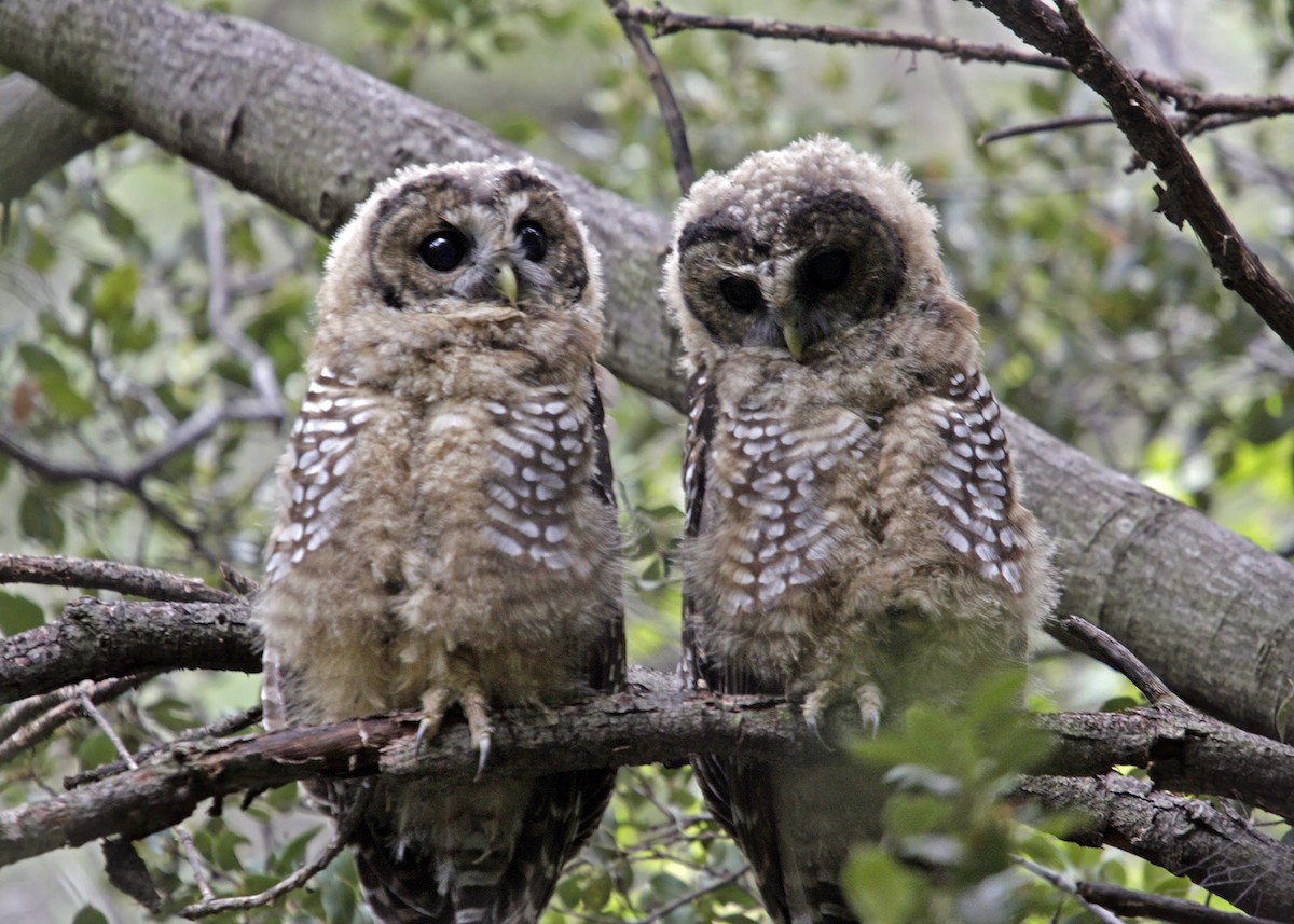 Spotted Owl (Mexican) - William Clark