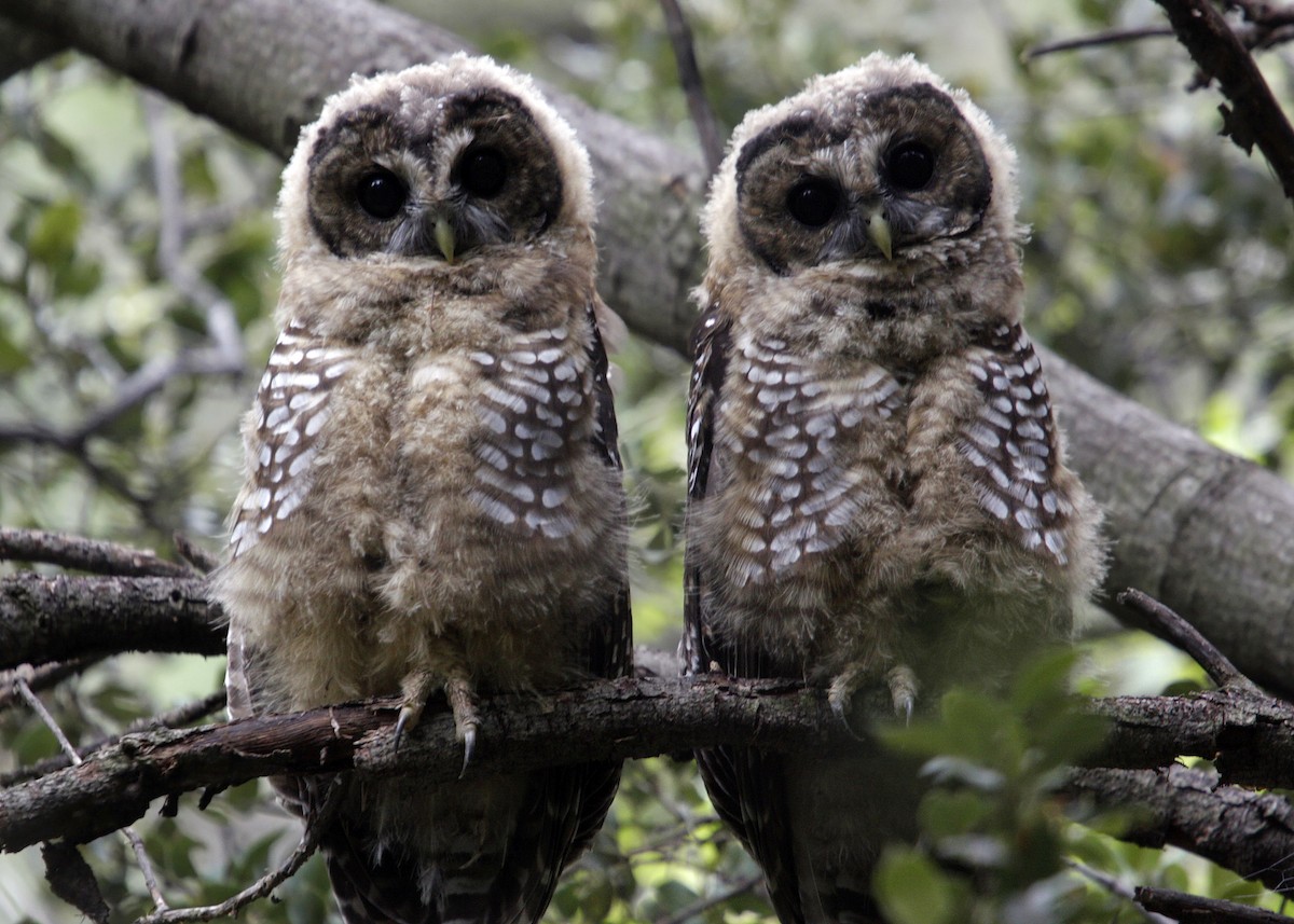 Spotted Owl (Mexican) - William Clark