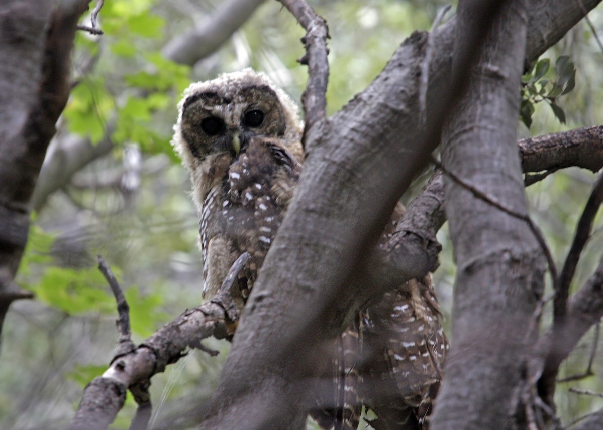 Spotted Owl (Mexican) - William Clark