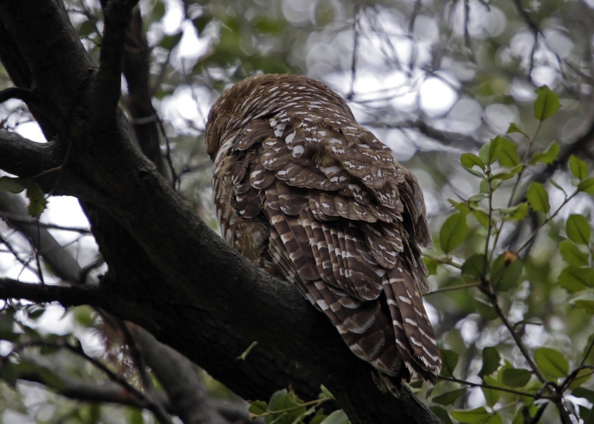 Spotted Owl (Mexican) - William Clark