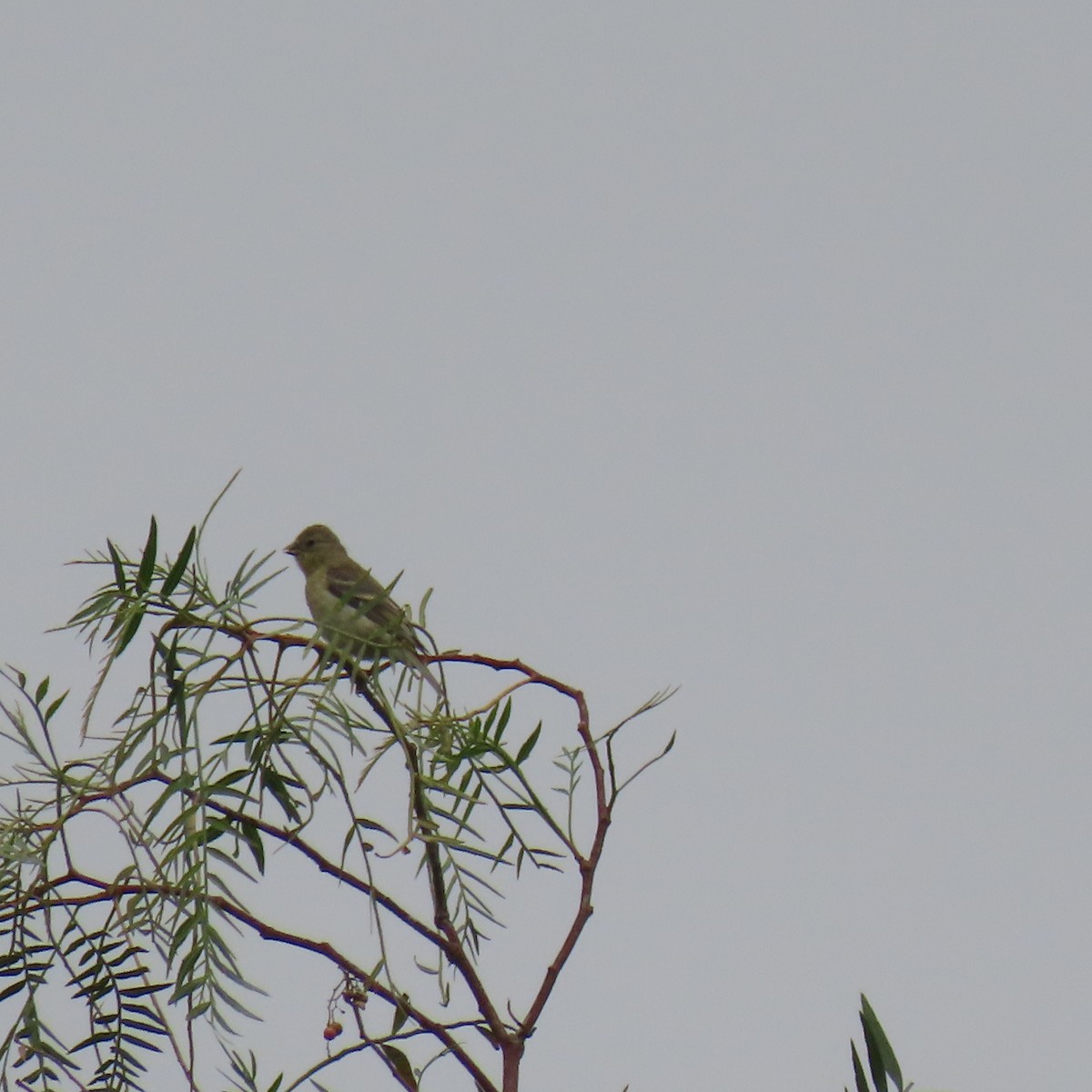 Western Tanager - Brian Nothhelfer