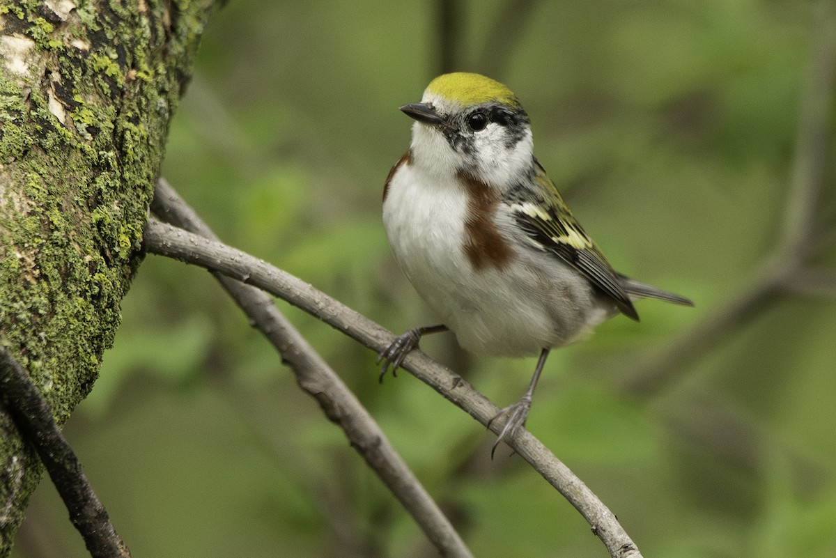 Chestnut-sided Warbler - Cam Nikkel