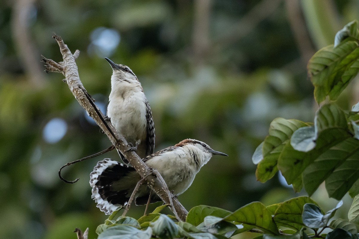 Rufous-naped Wren - Joshua Covill