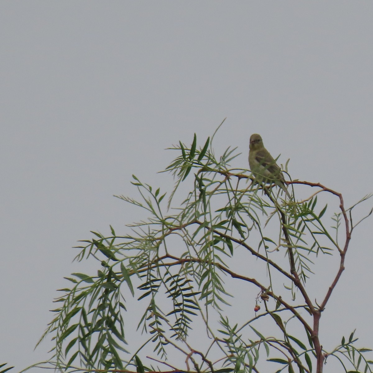 Western Tanager - Brian Nothhelfer