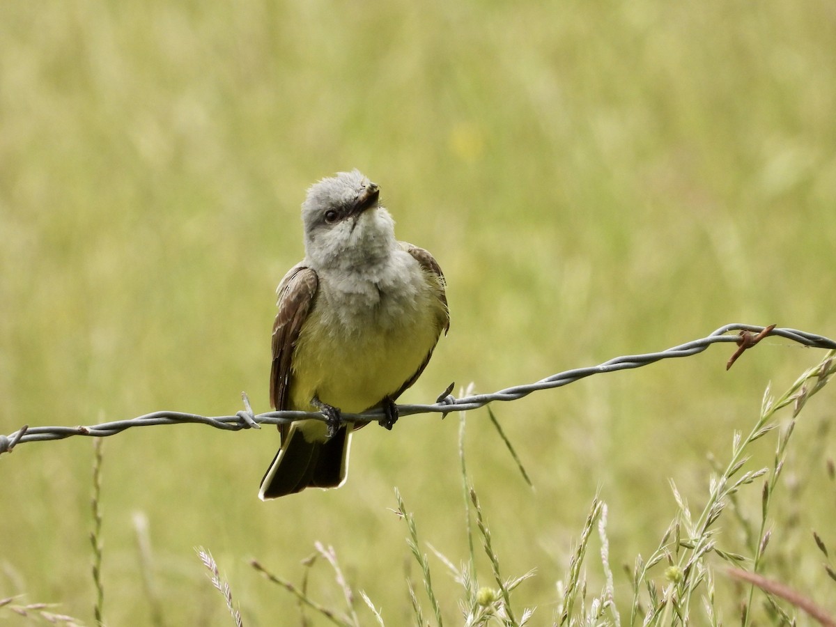 Western Kingbird - Christine Hogue