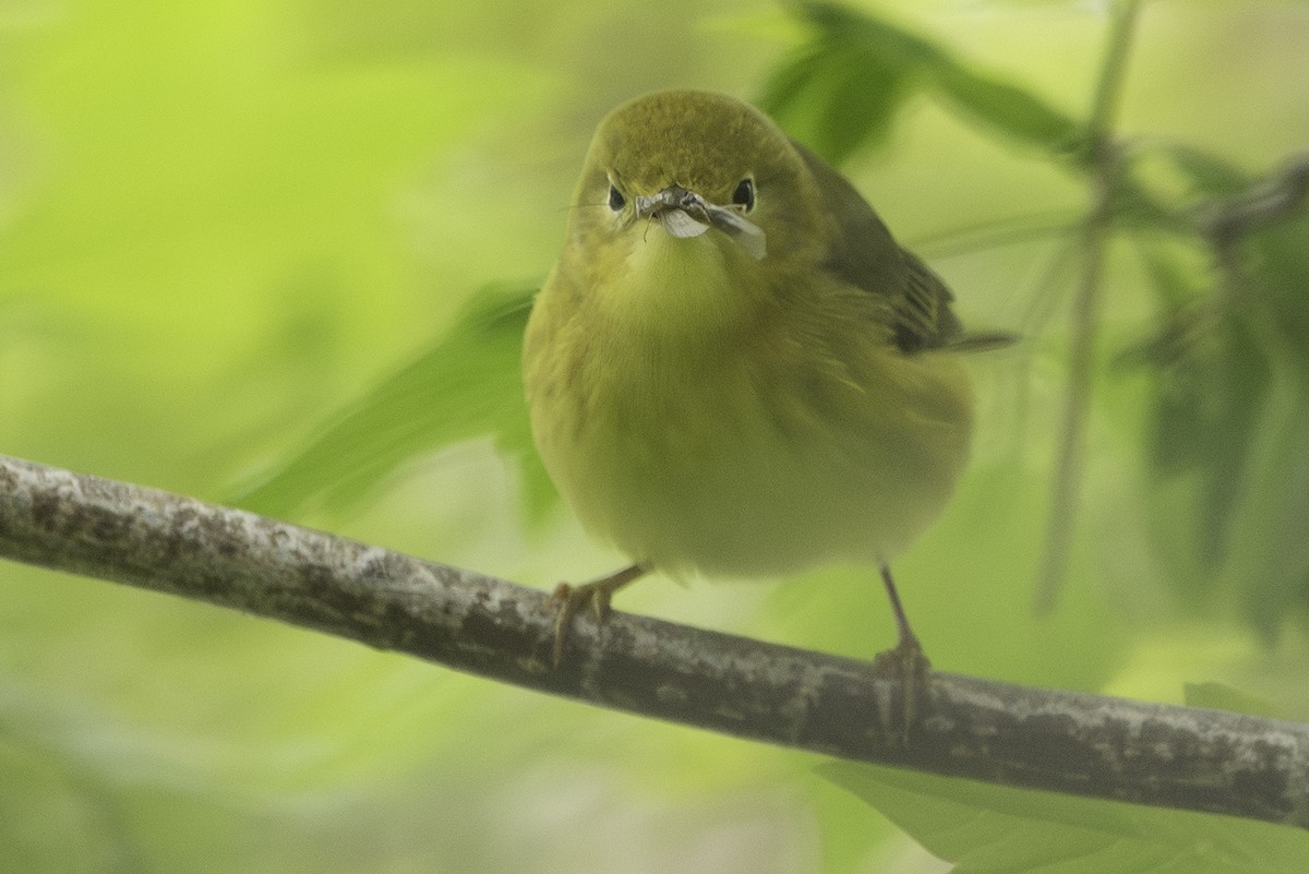 Yellow Warbler (Northern) - Cam Nikkel