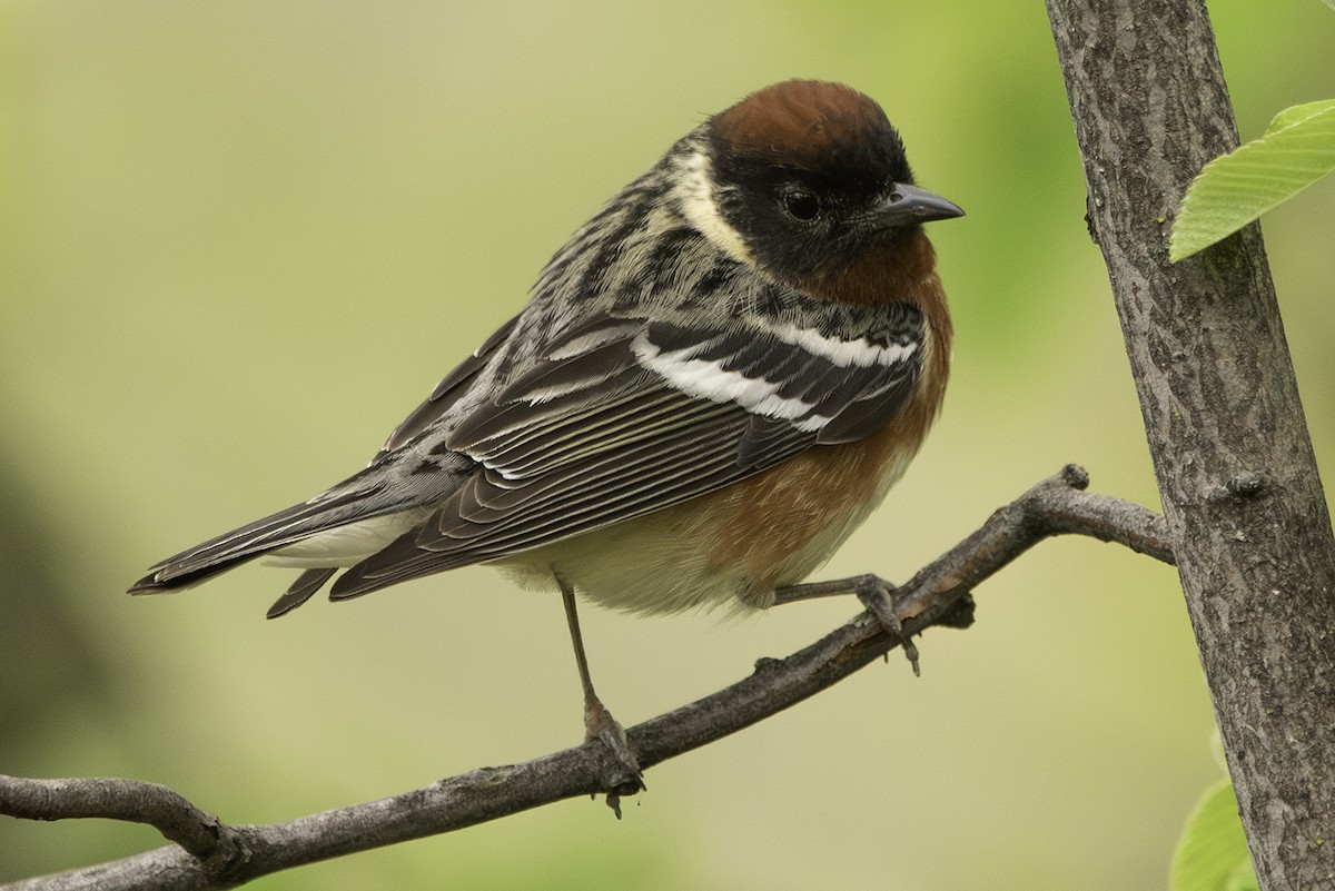 Bay-breasted Warbler - Cam Nikkel