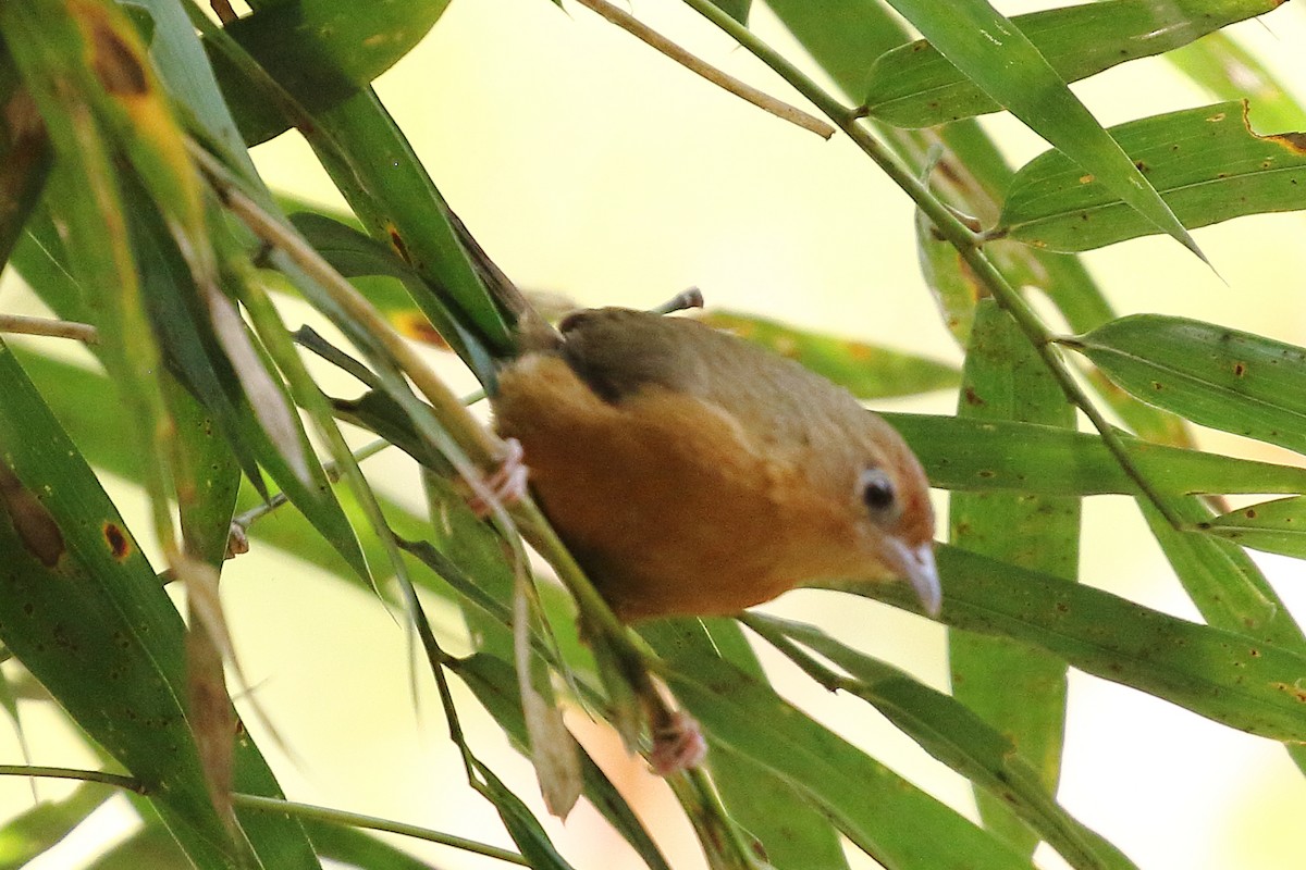 Tawny-bellied Babbler - ML619245148