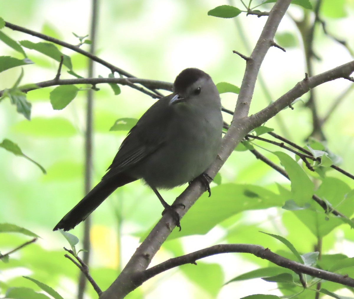 Gray Catbird - Emily Dunning