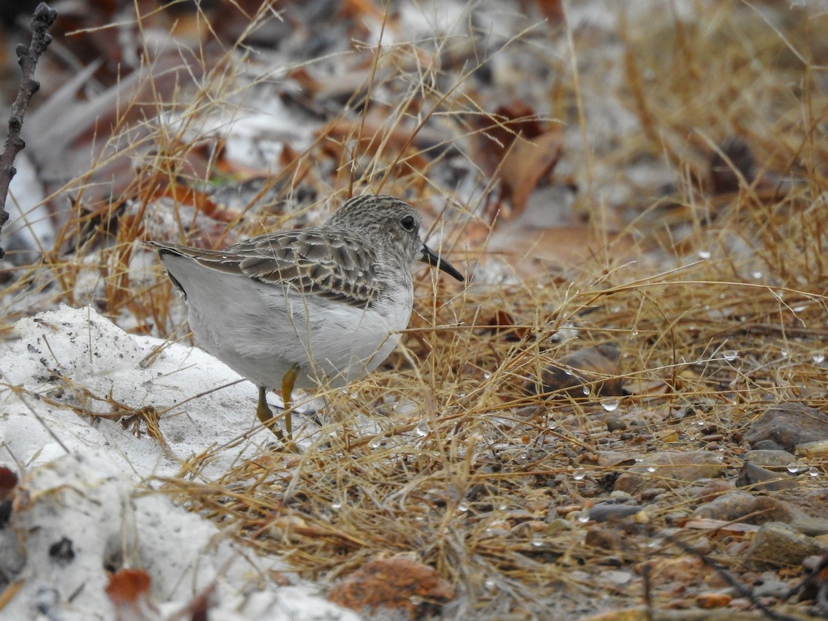 Least Sandpiper - ML619245159