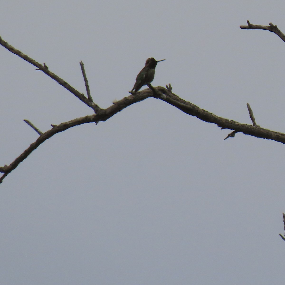 Black-chinned Hummingbird - Brian Nothhelfer
