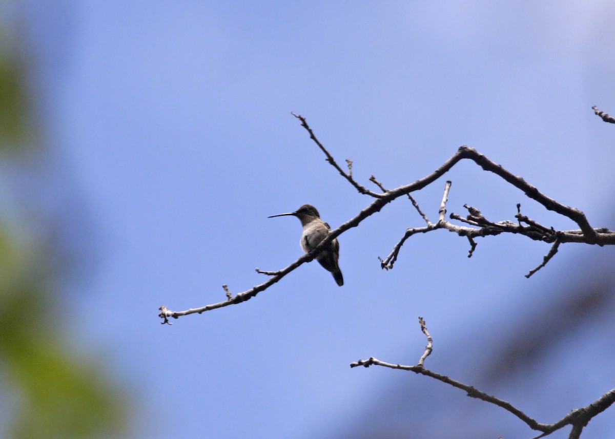 Rivoli's Hummingbird - ML619245170