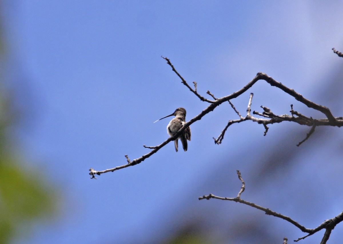 Rivoli's Hummingbird - ML619245171