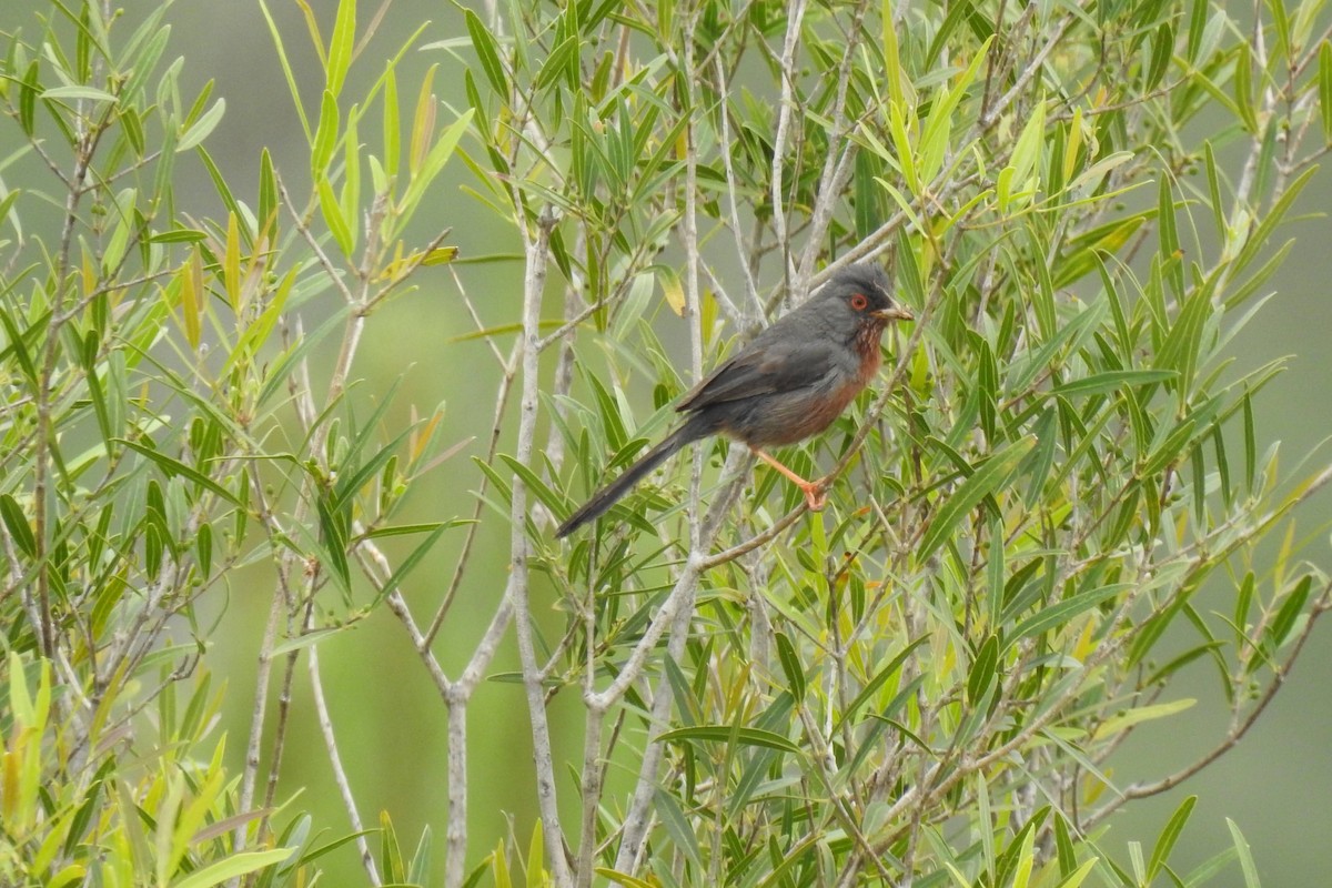 Dartford Warbler - ML619245178