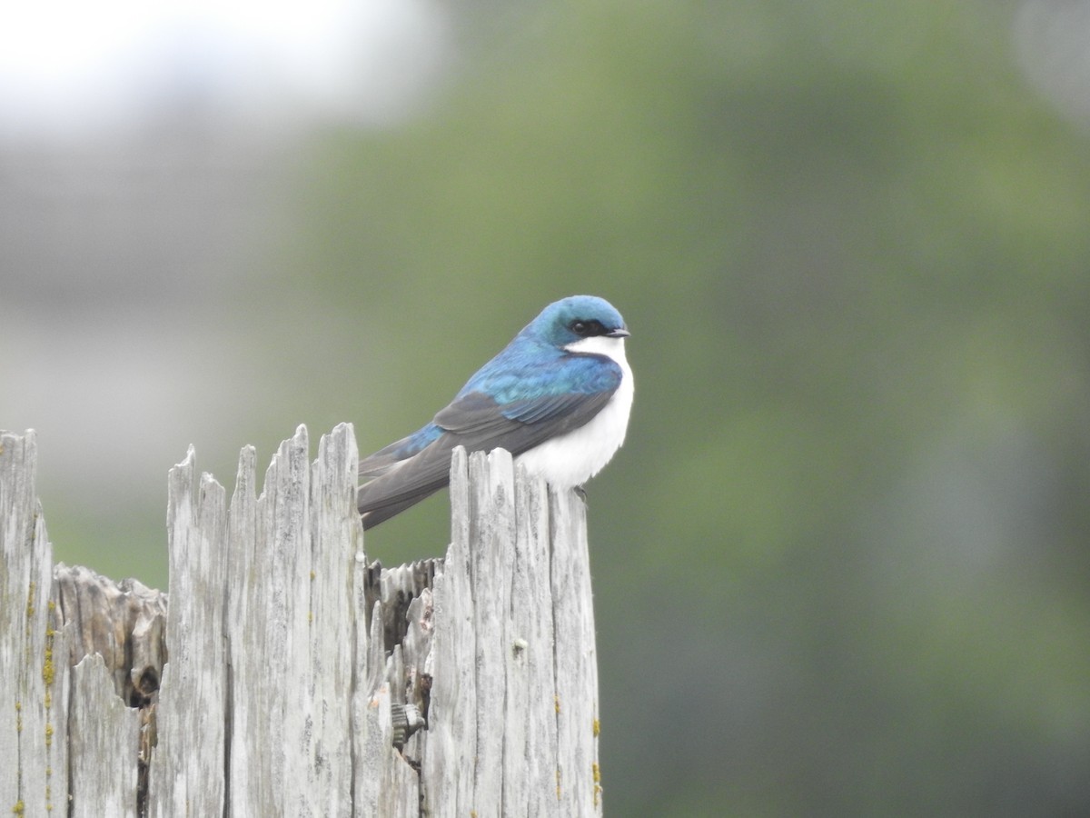 Tree Swallow - ML619245194