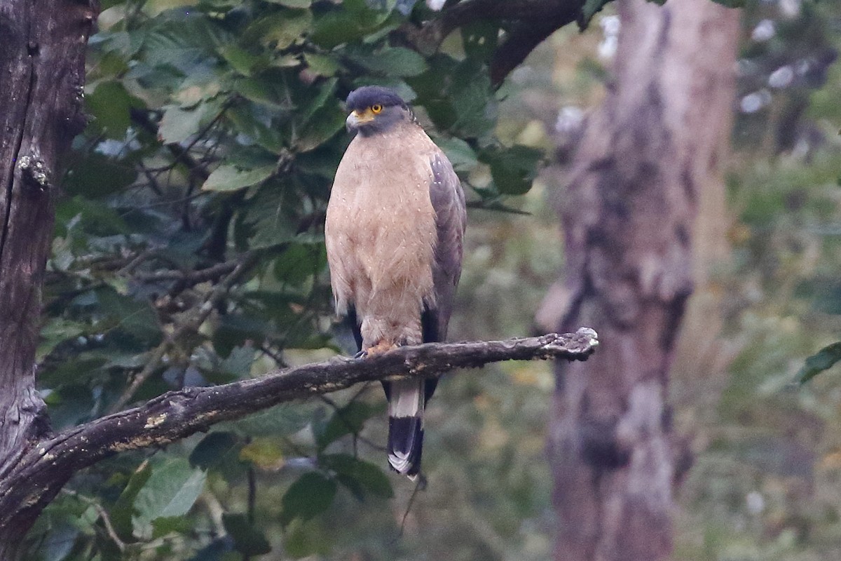 Crested Serpent-Eagle - ML619245204