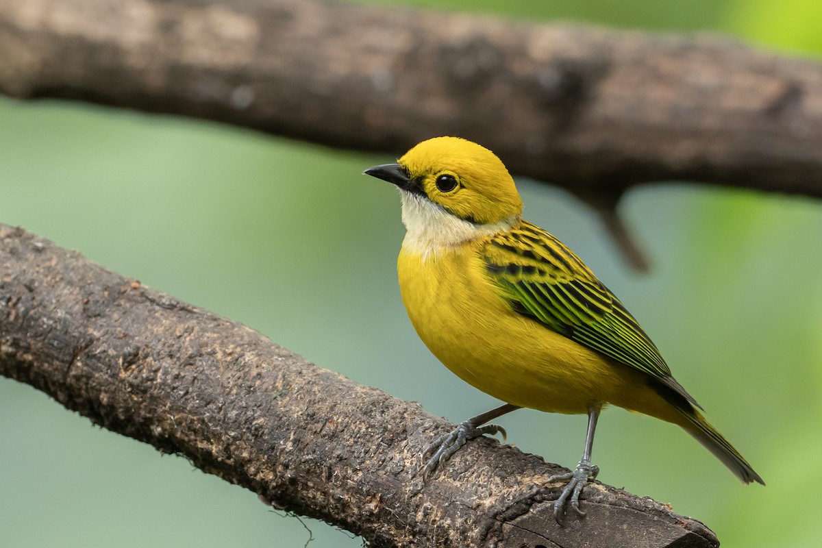 Silver-throated Tanager - Joshua Covill