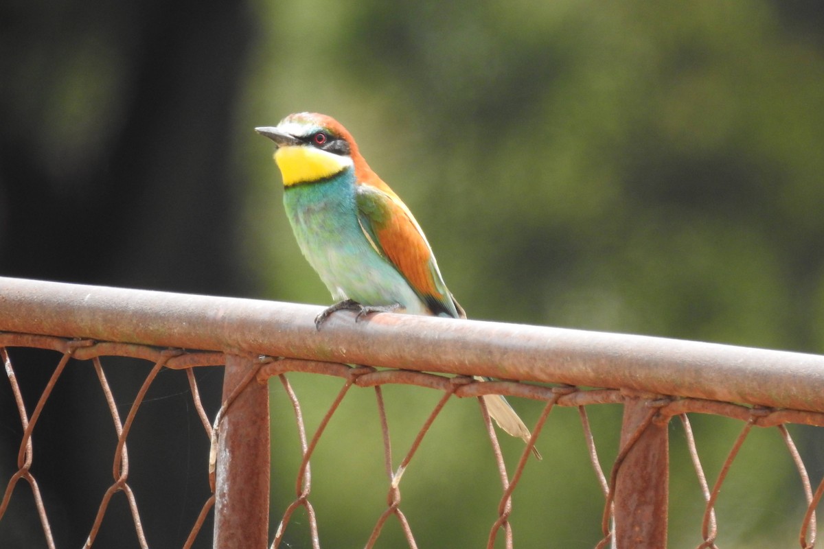 European Bee-eater - David Pereira