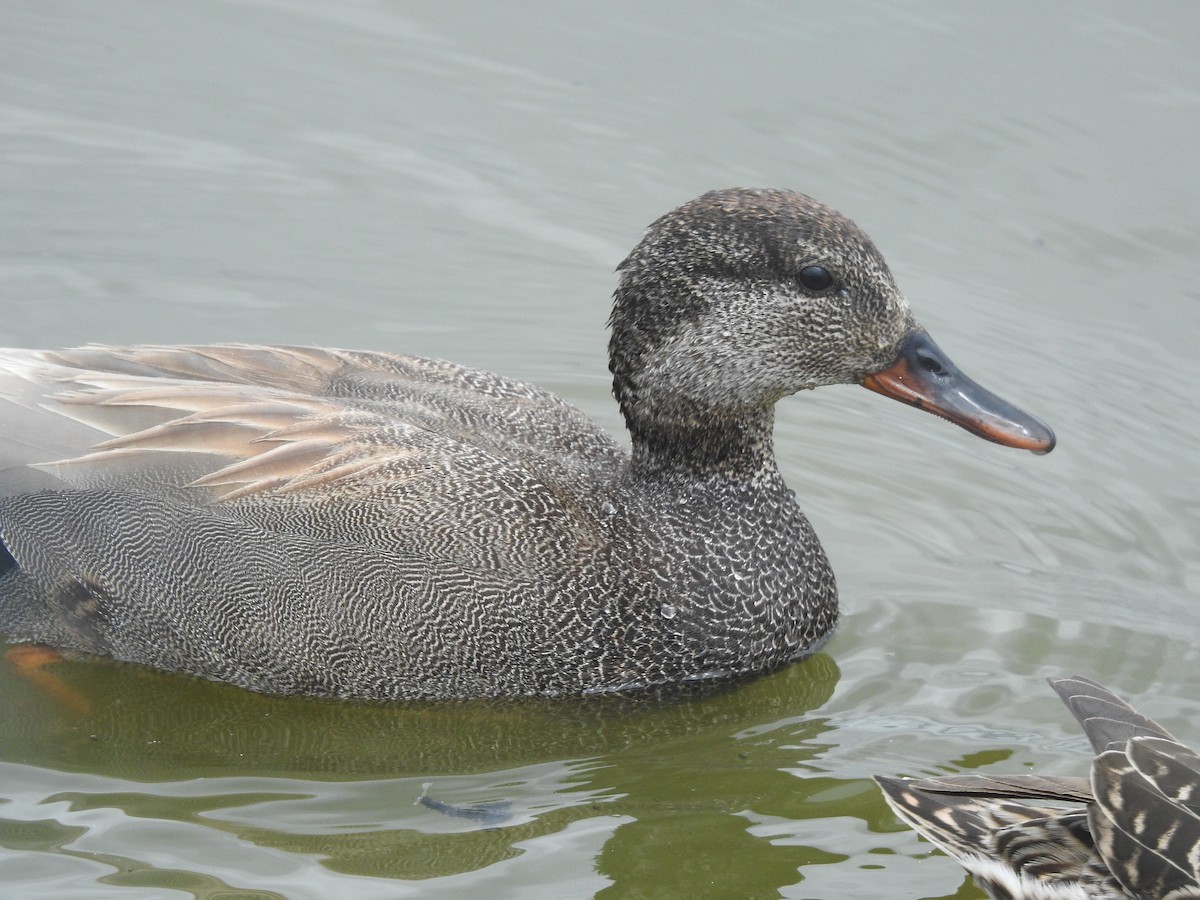 Gadwall - ML619245207