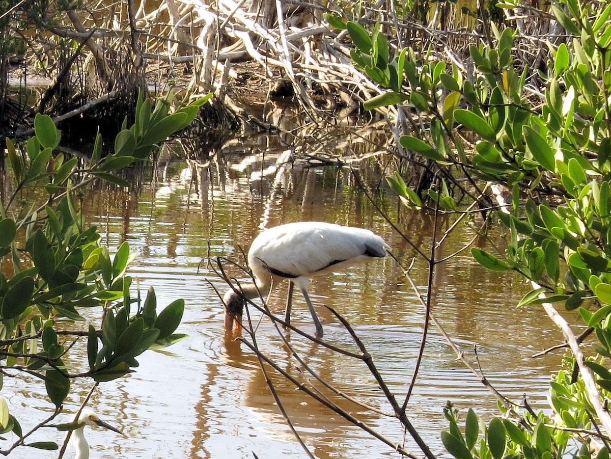 Wood Stork - ML619245215