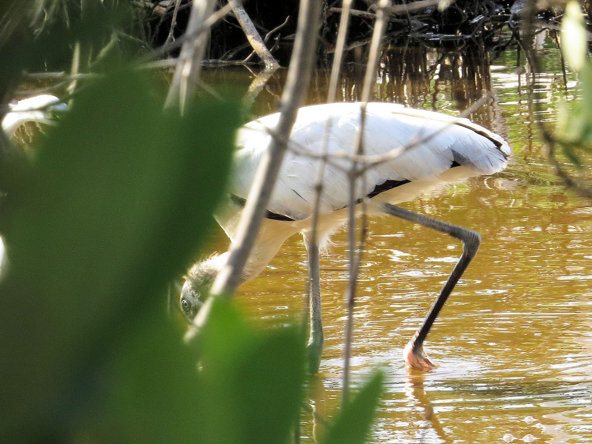 Wood Stork - ML619245216