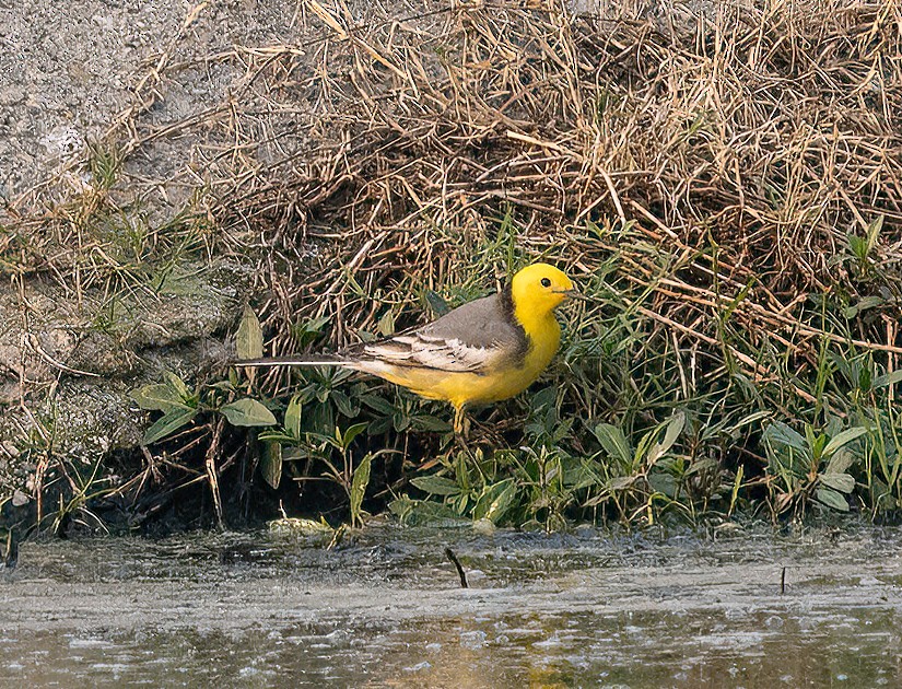 Citrine Wagtail - James Moore (Maryland)