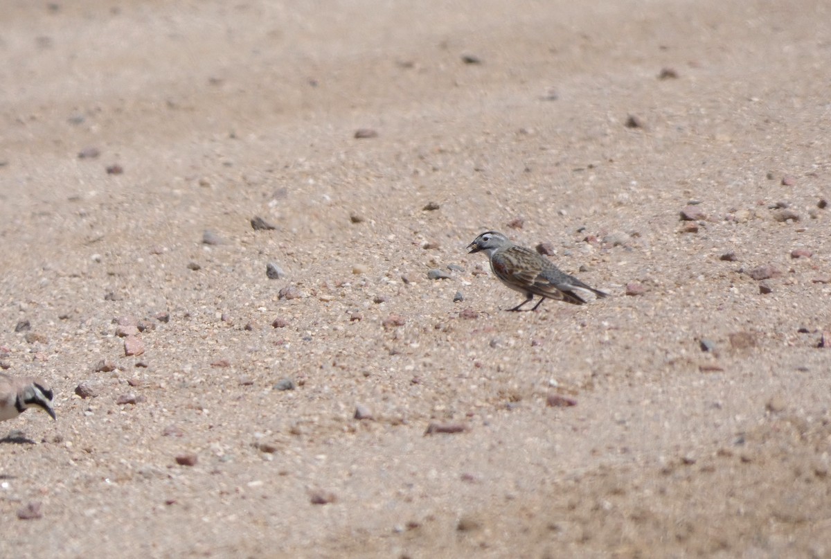 Thick-billed Longspur - Jonathan Bookman