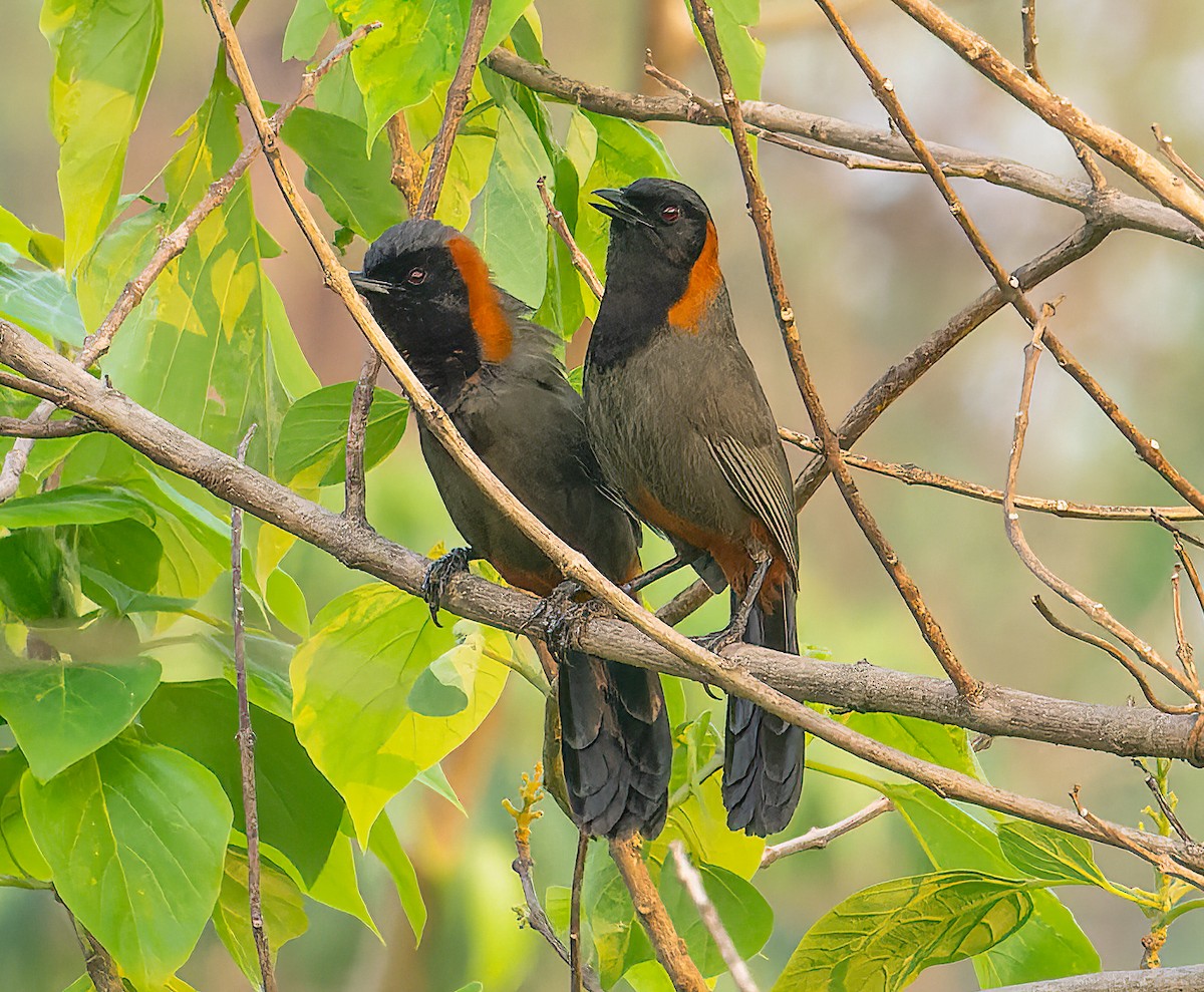 Rufous-necked Laughingthrush - James Moore (Maryland)