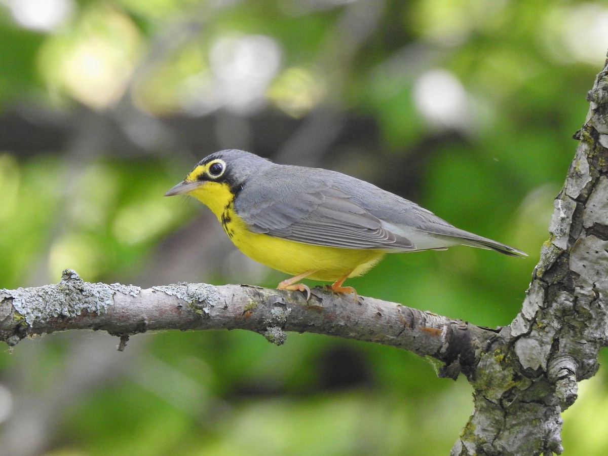 Canada Warbler - Xiaolin Yue