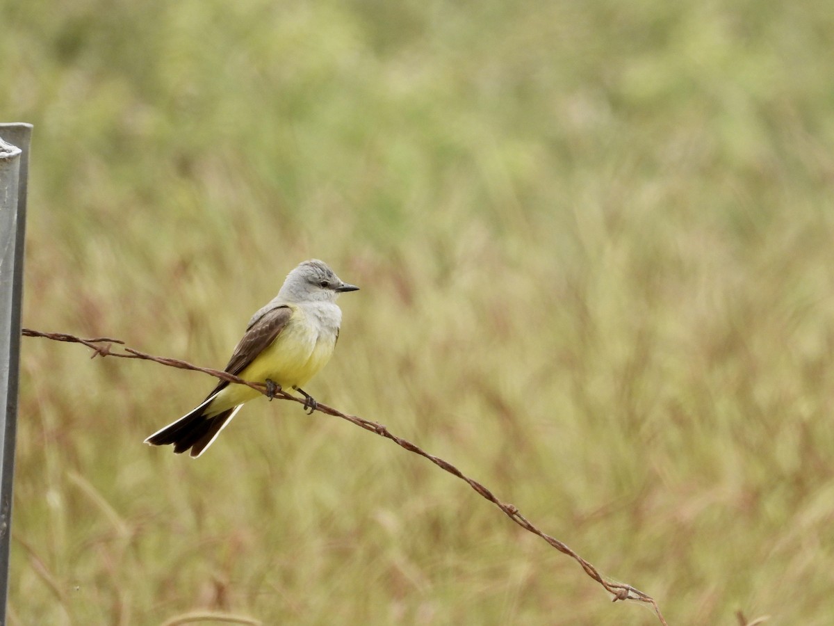 Western Kingbird - Christine Hogue