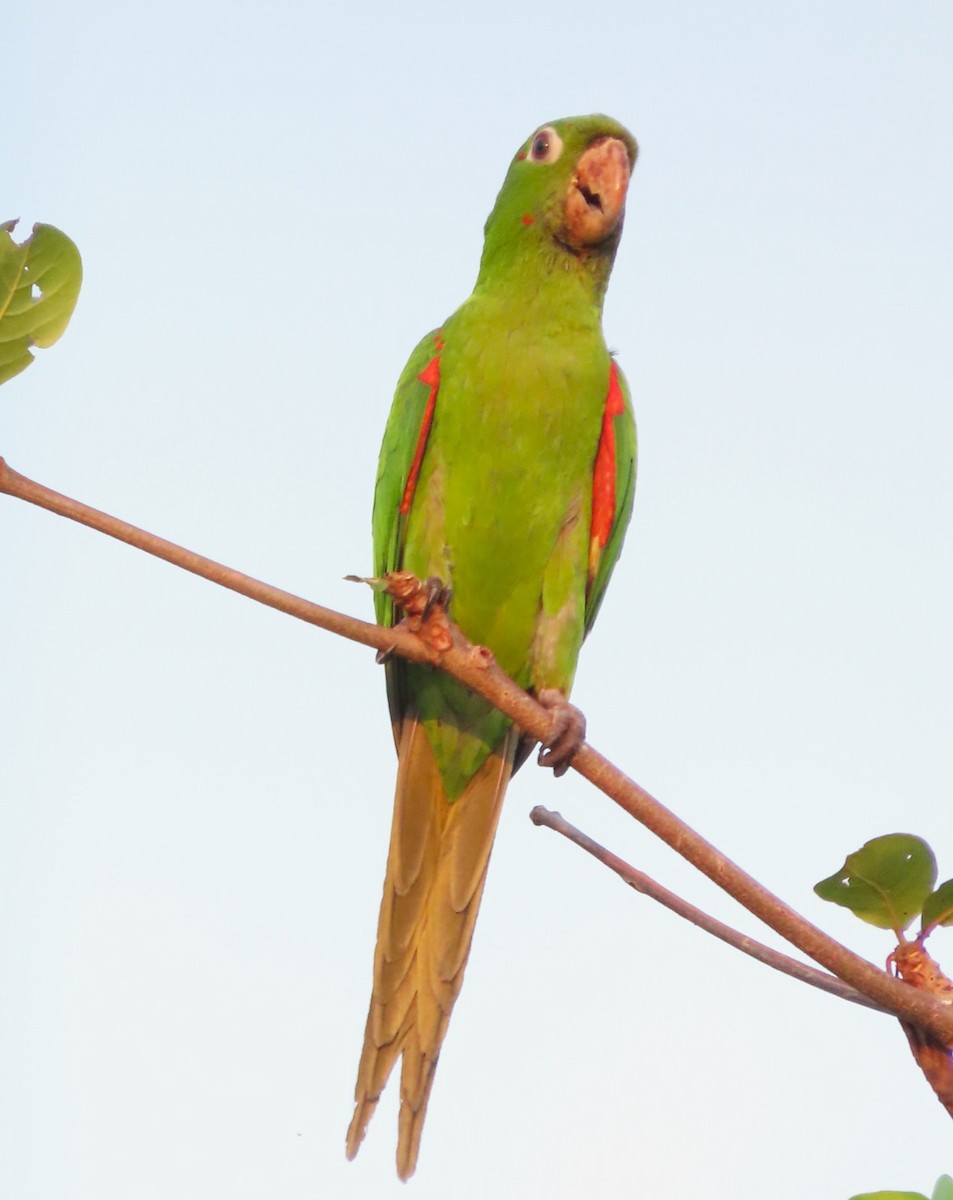 White-eyed Parakeet - Alfredo Correa