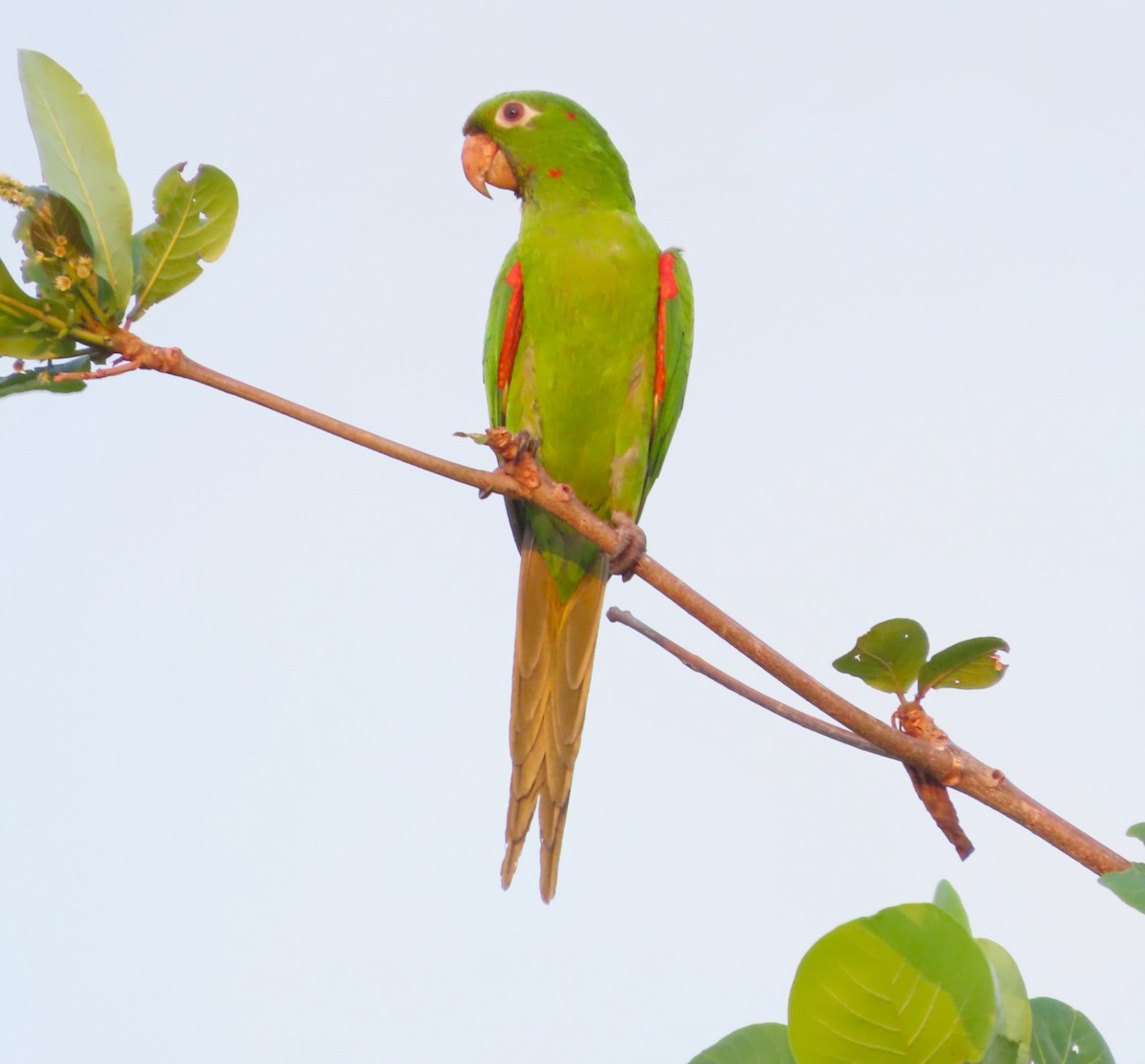 White-eyed Parakeet - Alfredo Correa