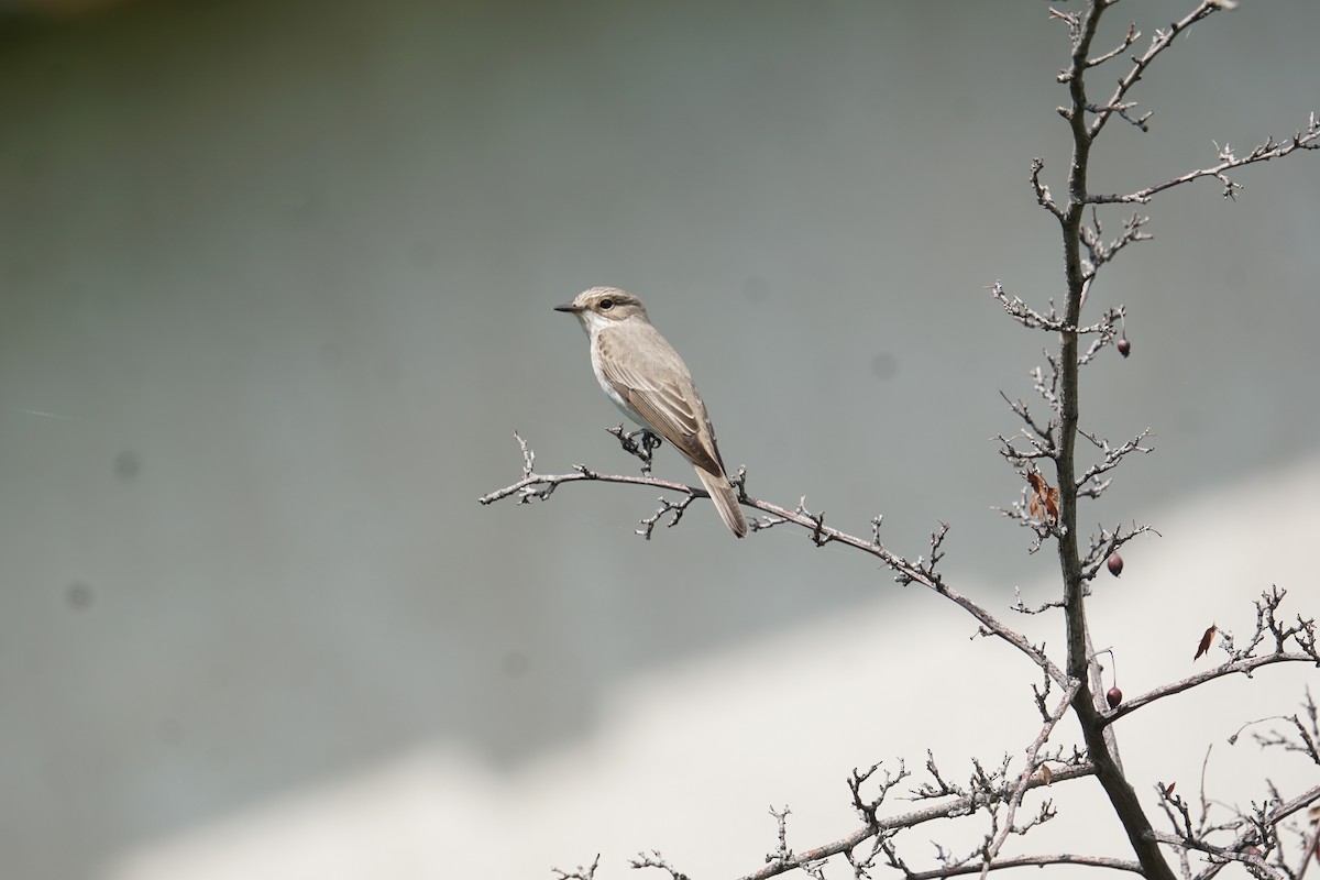 Spotted Flycatcher - ML619245263