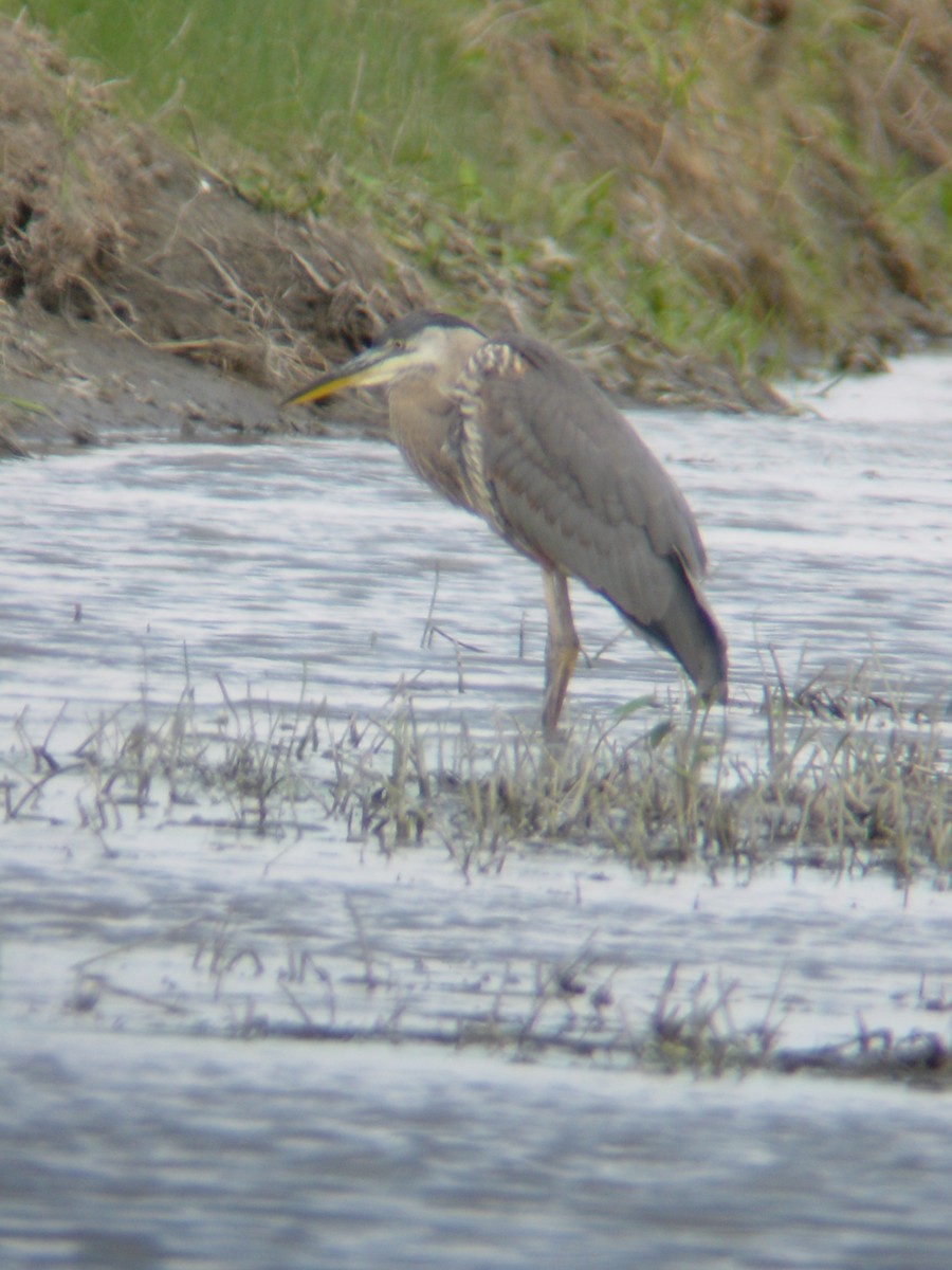 Great Blue Heron - Justin Rasmussen