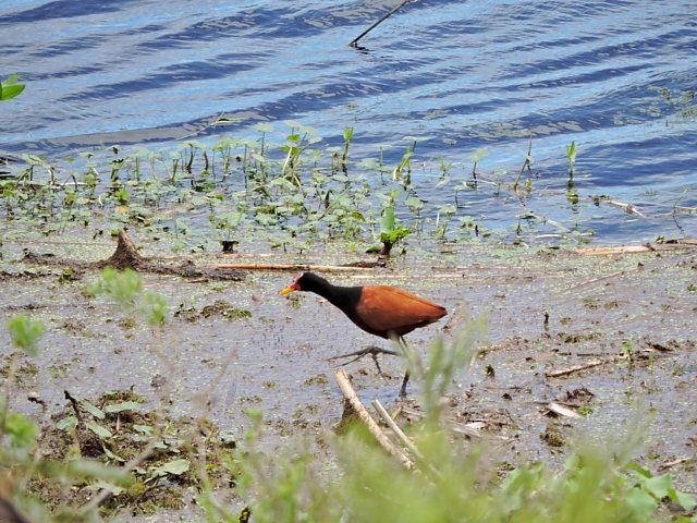 Wattled Jacana - ML619245294