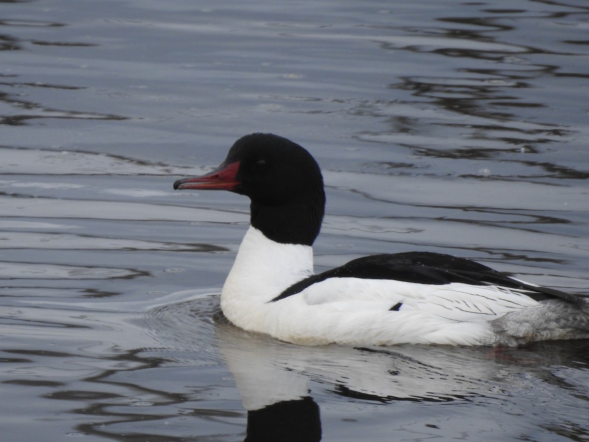 Common Merganser - ML619245305