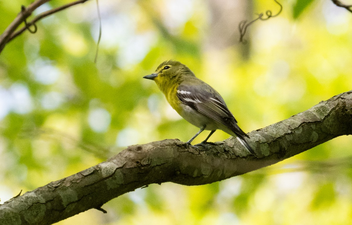 Yellow-throated Vireo - Laurence Green