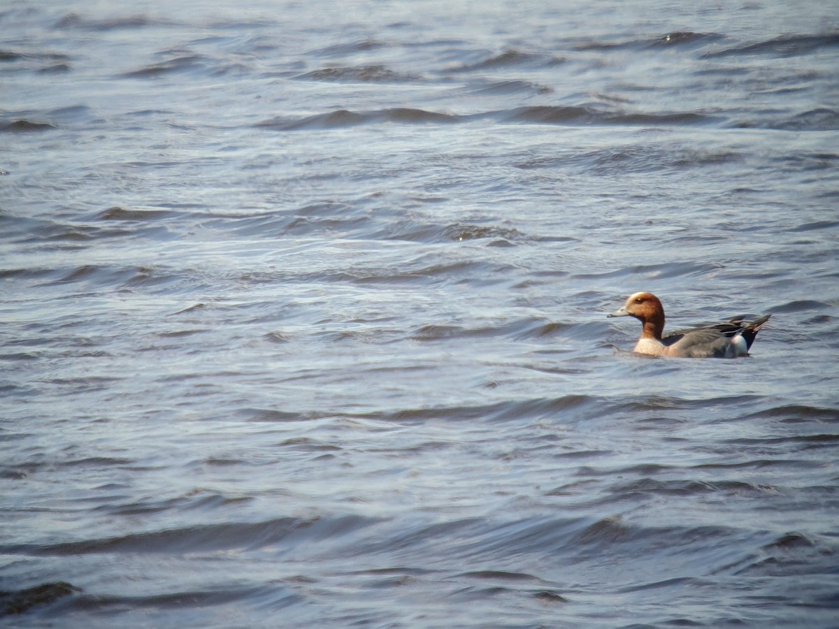 Eurasian Wigeon - Coleta Holzhäuser