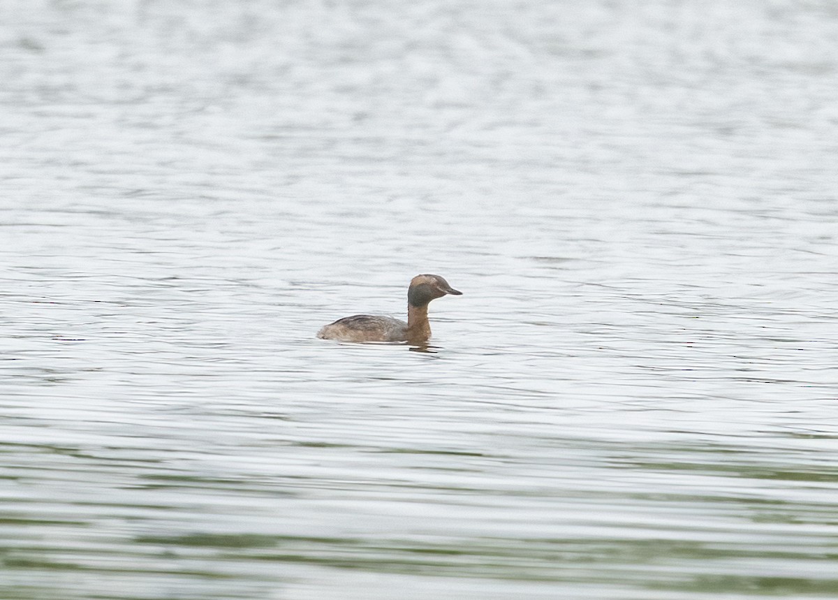 Horned Grebe - ML619245320