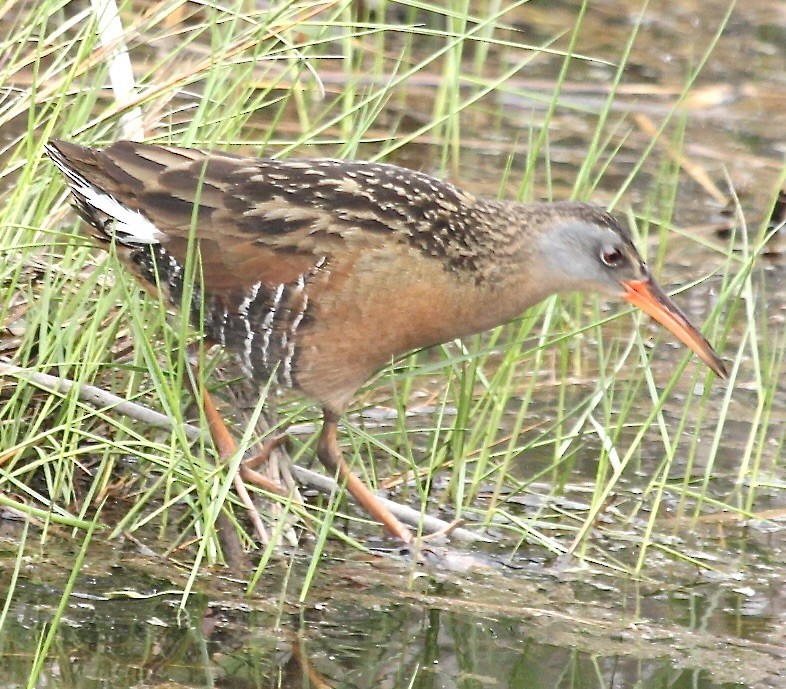 Virginia Rail - ML619245321