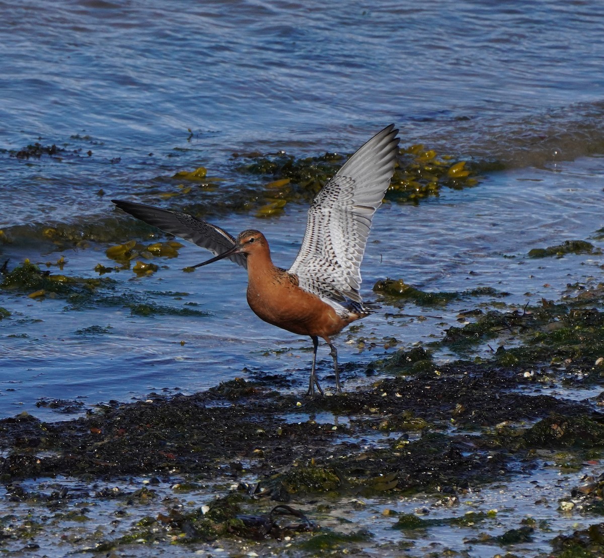 Bar-tailed Godwit - Guillem De los Santos Pérez