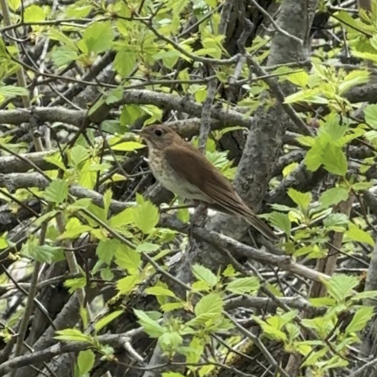 Gray-cheeked Thrush - Simon Boivin