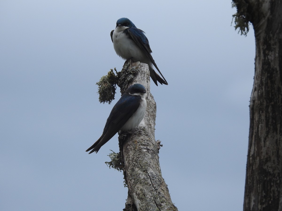 Tree Swallow - ML619245326